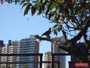 cidade-londrina018lago-igapo
