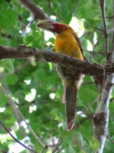 aracari-banana-parque-mata-dos-godoy 