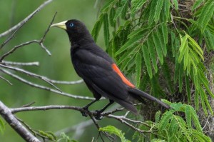cacicus-parque-mata-dos-godoy 