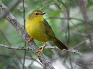 canario-do-mato-parque-mata-dos-godoy 