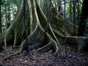 figueira-branca-ficus-glabra-mata-dos-godoy 