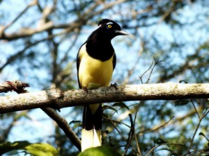 gralha-de-crista-negra-mata-dos-godoy 