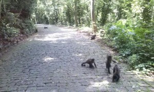 cidade-londrina-004-parque-arthur-thomas    