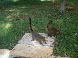 cidade-londrina-010-parque-arthur-thomas    