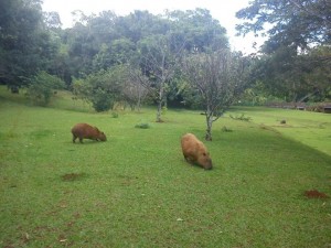 cidade-londrina-011-parque-arthur-thomas    